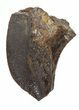 Unworn Triceratops Tooth Crown - Montana #43220-1